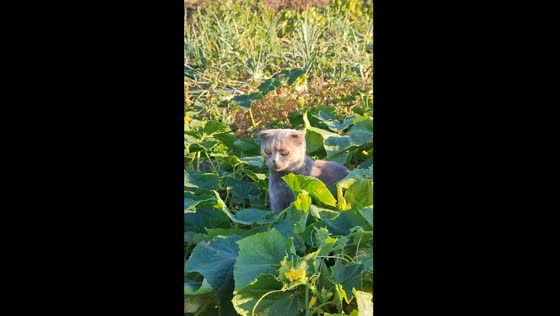 Cat caught eating cucumbers in Kozats'ke, Ukraine