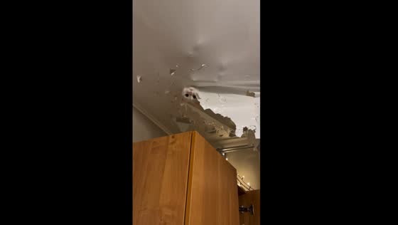 Mischievous Marta the cat makes ceiling masterpiece