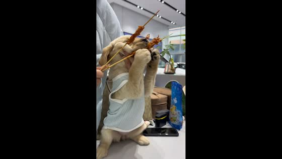 Mischievous puppy grabs barbecue stick in Jiangsu, China