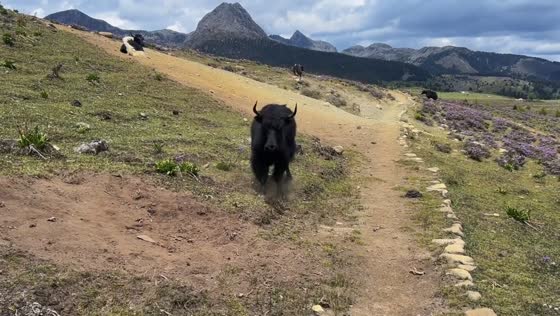 Yak approaches visitor in mountain pasture in Yunnan, China
