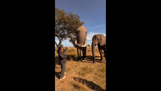 Elephant playfully steals visitor's cap at Imire Rhino and Wildlife Conservation in Harare, Zimbabwe
