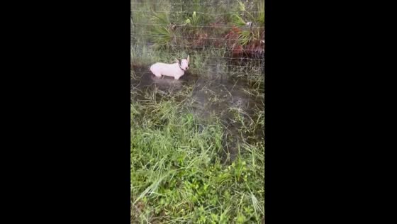 Dog rescued from pole on I-75 ahead of Hurricane Milton