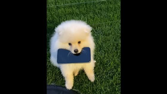 Puppy steals phone in Chelyabinsk, Russia