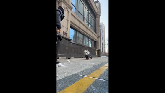 Dog enjoys playful snow-football game with owner in Heilongjiang, China