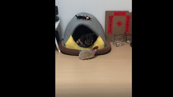 Dog rejects hedgehog entering its space in Guangdong, China