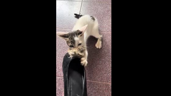 Pom-pom bandit: Miko the feisty cat takes a stand for fluffy slippers 