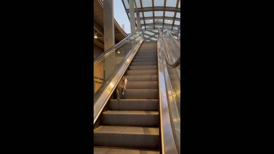 Adorable cat takes a downward escalator adventure in Quezon City