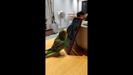 Smart budgerigar scrolls phone in Guizhou, China