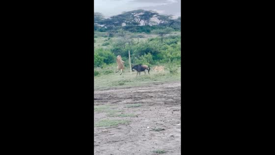 Wildebeest fends off lionesses during encounter in Arusha, Tanzania