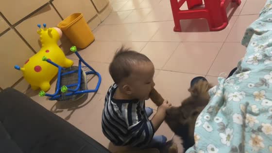 Toddler gets startled after playful dog pulls paw away in Jiangsu, China