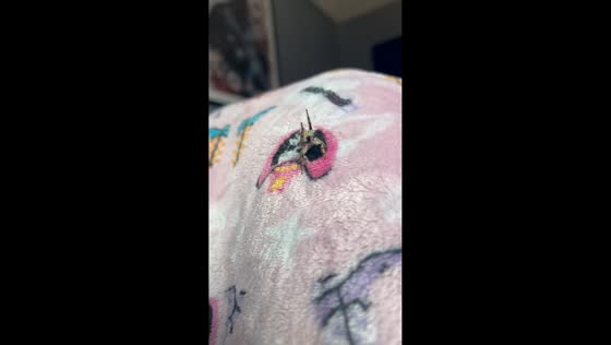 Spider shows calm interaction with owner in England, UK