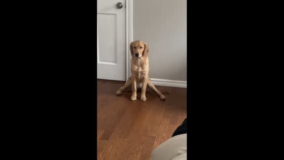 Dog caught sitting in a funny squat position in Edmond, Oklahoma, USA