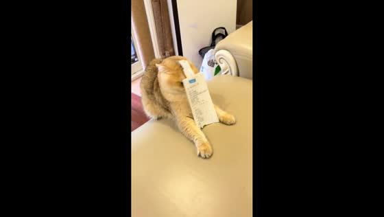 Cat tries to remove receipt stuck on its head in Shanghai, China