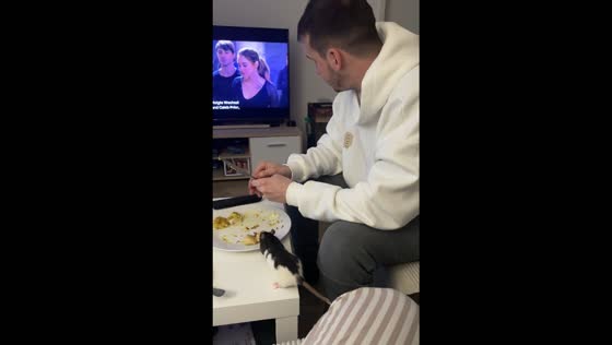 Pet rat steals pelmeni from owner's plate in Chemnitz
