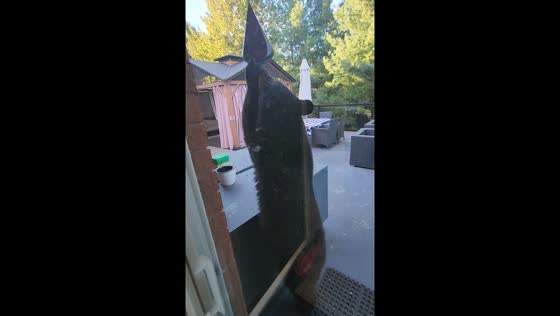 Black bear breaks bird feeder for food in Greater Sudbury, Ontario