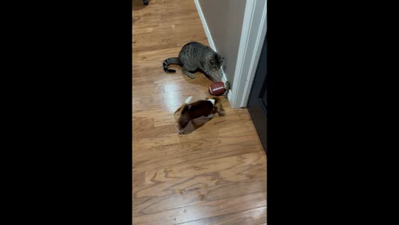 Cat vs. frog: household drama caught on camera