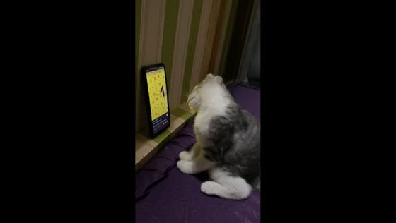 Cat watches rats on phone with tilted head in Java, Indonesia
