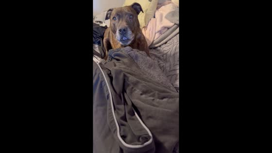 Doggo demands attention: laundry day struggles!