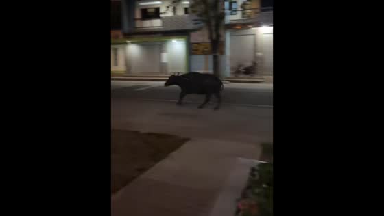 Carabao runs loose on road at night in Quezon, Philippines