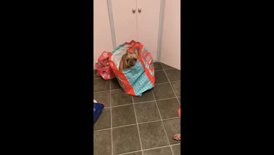 Dog's delight: playful pup finds joy in a shopping bag