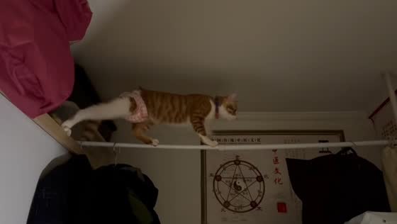 Cat slips while balancing on pole in Shanghai, China
