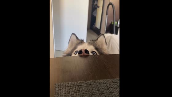 Husky Aki's cute way of asking for attention during breakfast!