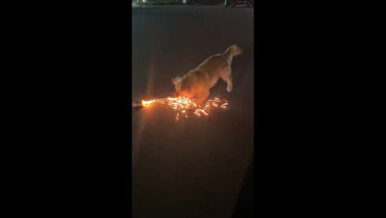 Curious Golden Retriever grabs lit firecracker in Jiangsu, China