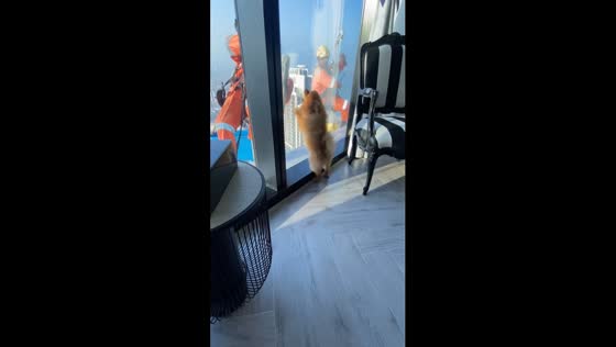Dog's high-rise bark showdown with window cleaners