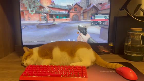 Cat hilariously takes over owner’s computer game in Jiangxi, China