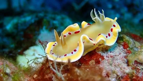Graceful nudibranch: sublime movement on the seafloor in Kamakura, Japan