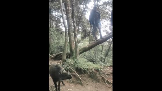 A group of hikers encounter wild boar pigs while trekking in Indonesia's Cikuray Garut Mountains