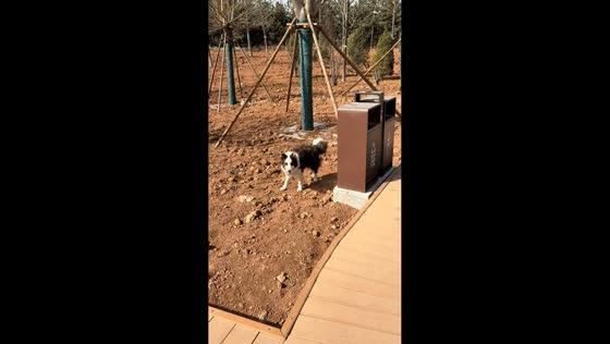 Border collie slips during fast run in Shanxi, China