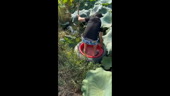 Man falls into pond while balancing on makeshift lotus boat in Hubei, China