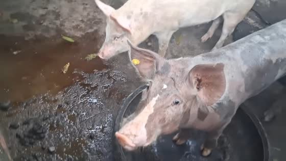 Pigs waiting for food in Hato Corozal, Casanare, Colombia