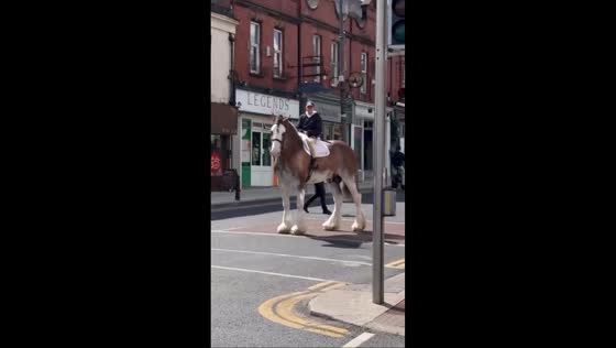 Giant Clydesdale horse draws attention in Dublin, Ireland
