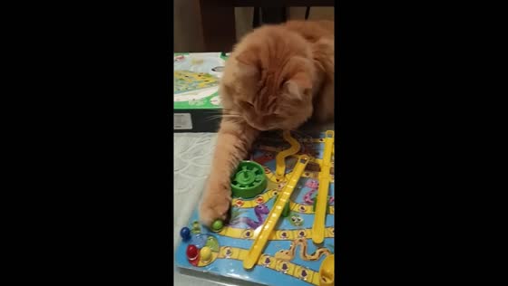 Ukrainian cat takes charge as dungeon master in board game video