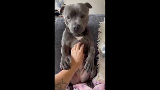 Dog demands more scratches in Melbourne, Australia