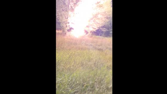 Lightning strikes tree in Alfred and Plantagenet, Ontario, causing panic