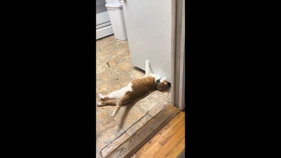 Feline refrigerator repair expert caught in action 