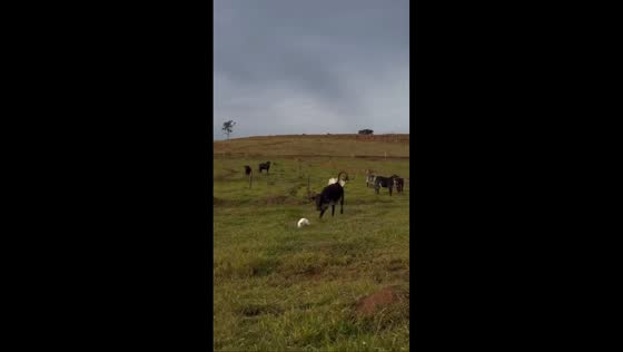 Dog playfully chases cow, then gets chased back in Monte Sião, Brazil