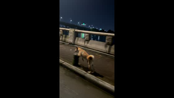 Dog jumps over concrete bollards while running on sidewalk in Guangdong, China