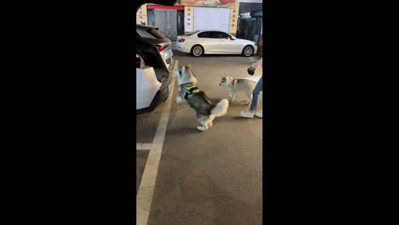 Owner helps husky climb into car trunk in Shandong, China
