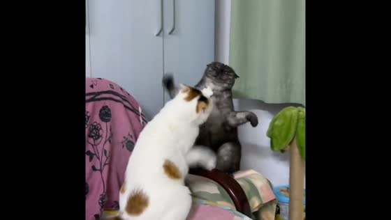 Two cats slap each other in funny showdown in Liaoning, China