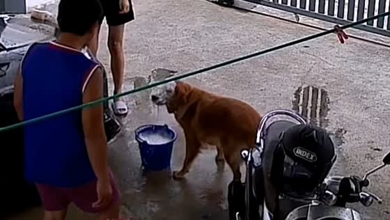 Dog puts face in soapy water, gets covered in lather in Thailand