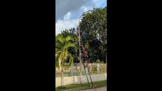 Man attempts to remove wasp nest from streetlight in Valencia, Venezuela