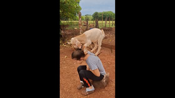 Goat climbs on woman's back and scratches her head in Pirapey Edelira Itapua, Paraguay