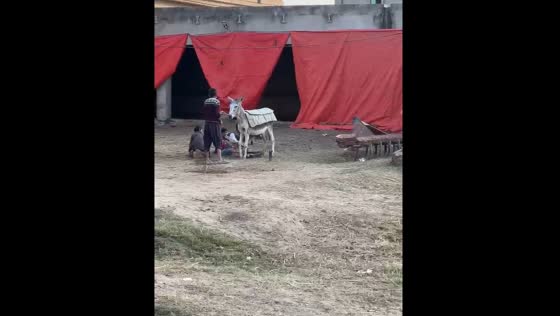 Children and saddle fall off donkey in Kharian, Pakistan