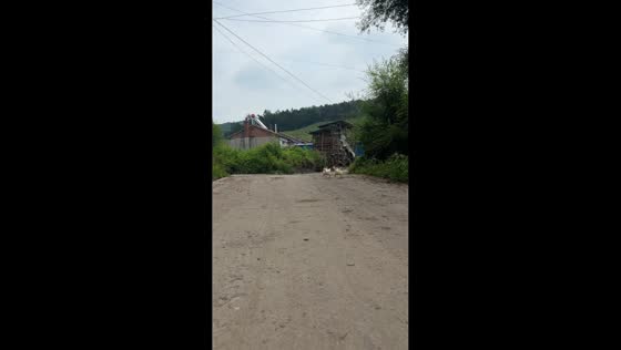 Goslings run toward owner after being called for food in Liaoning, China