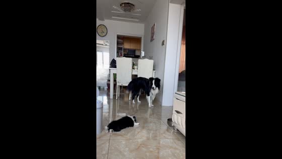 Border Collie puppy hilariously slips during playtime in Liaoning, China