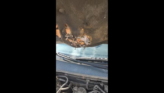 Mouse discovered nesting inside car hood in Iași, Romania